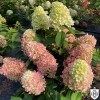 Hydrangea paniculata 'Little Fresco' - Aedhortensia 'Little Fresco' C2/2L
